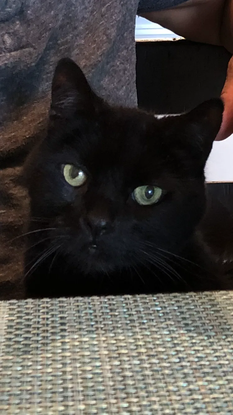 Lost cat in Fort Myers, FL, 33966