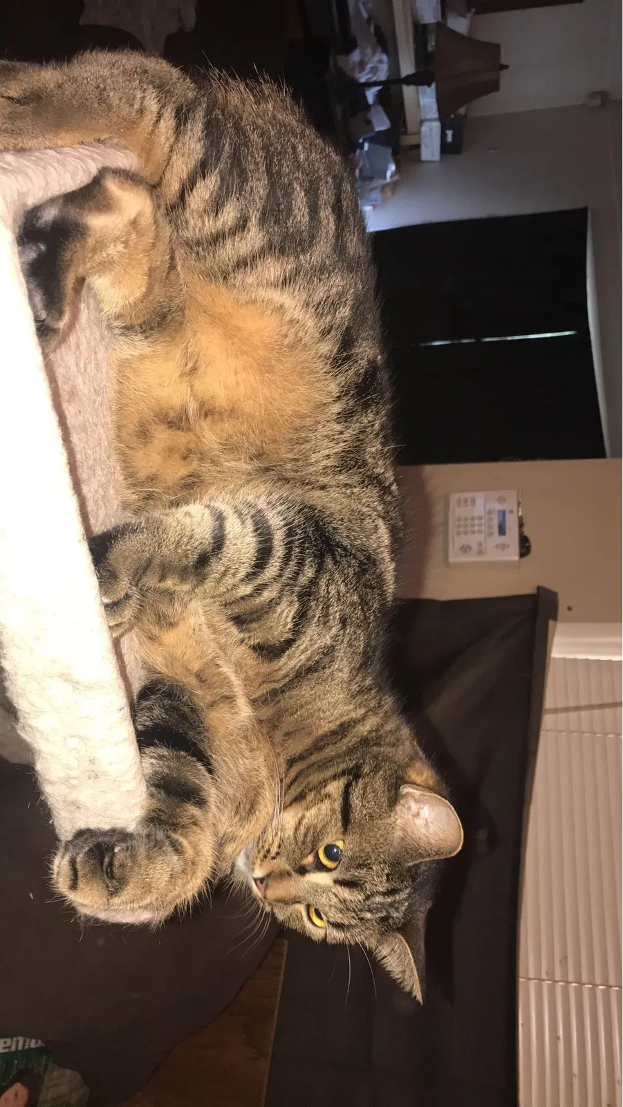 Lost cat in Post Falls, ID, 83854