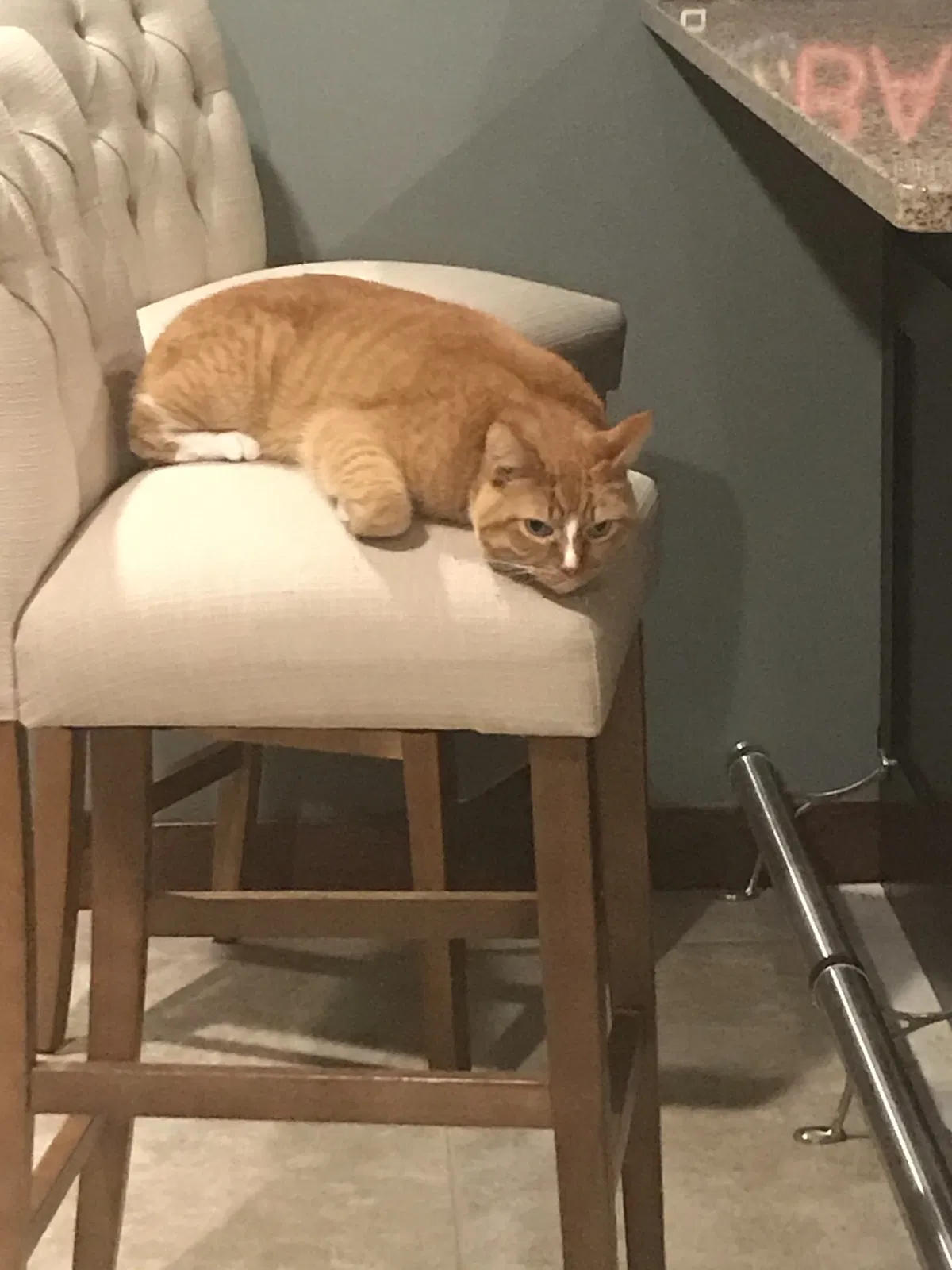 Lost cat in Holmen, WI, 54636