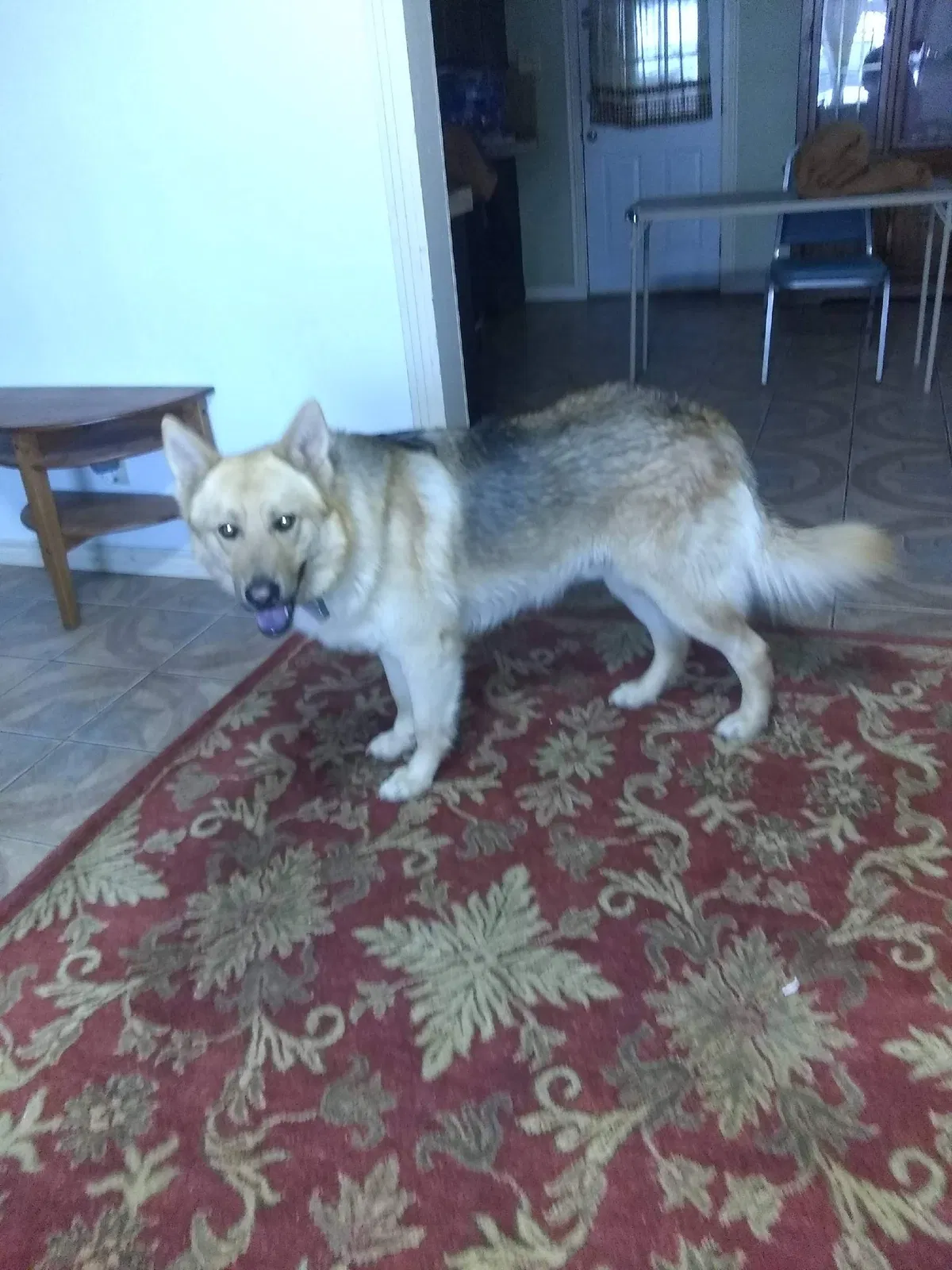 Lost dog in San Angelo, TX, 76903