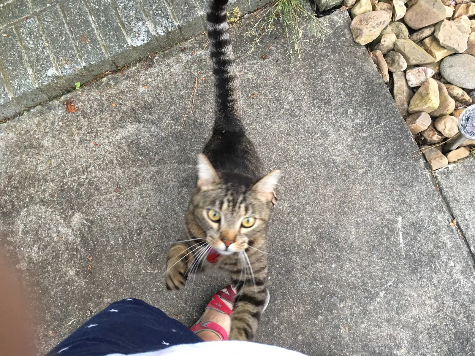 Lost cat in Havelock, NC, 28532