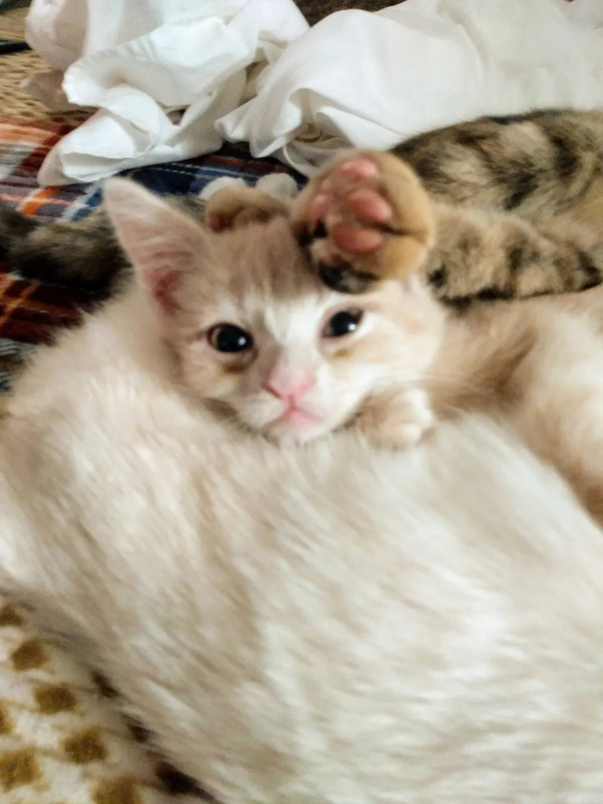 Lost cat in Holly Springs, MS, 38635
