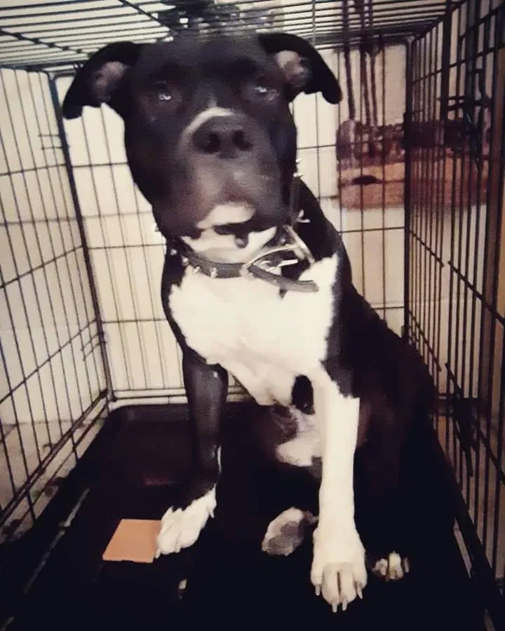 Lost dog in Saint Petersburg, FL, 33712