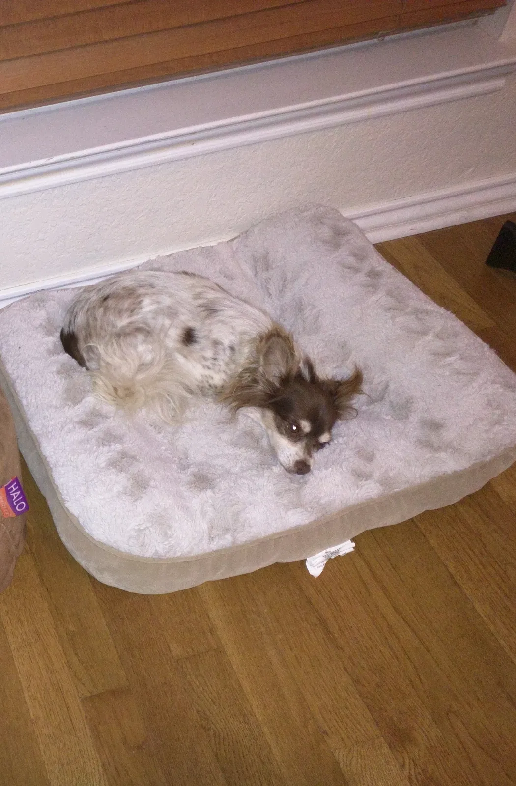 Lost dog in Roanoke, TX, 76262