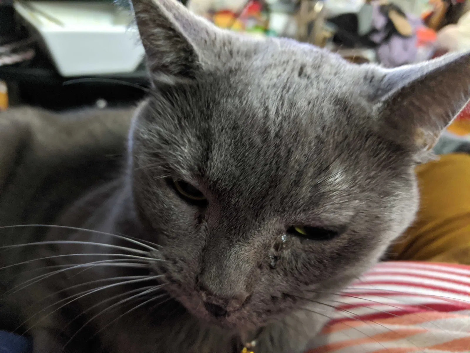 Lost cat in Farmington, MN, 55024