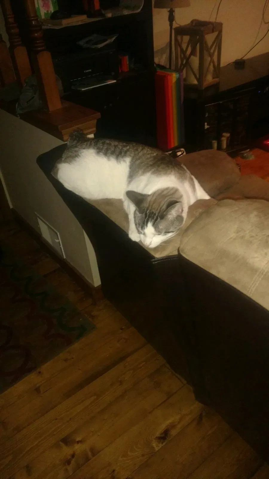 Lost cat in Germantown, WI, 53022