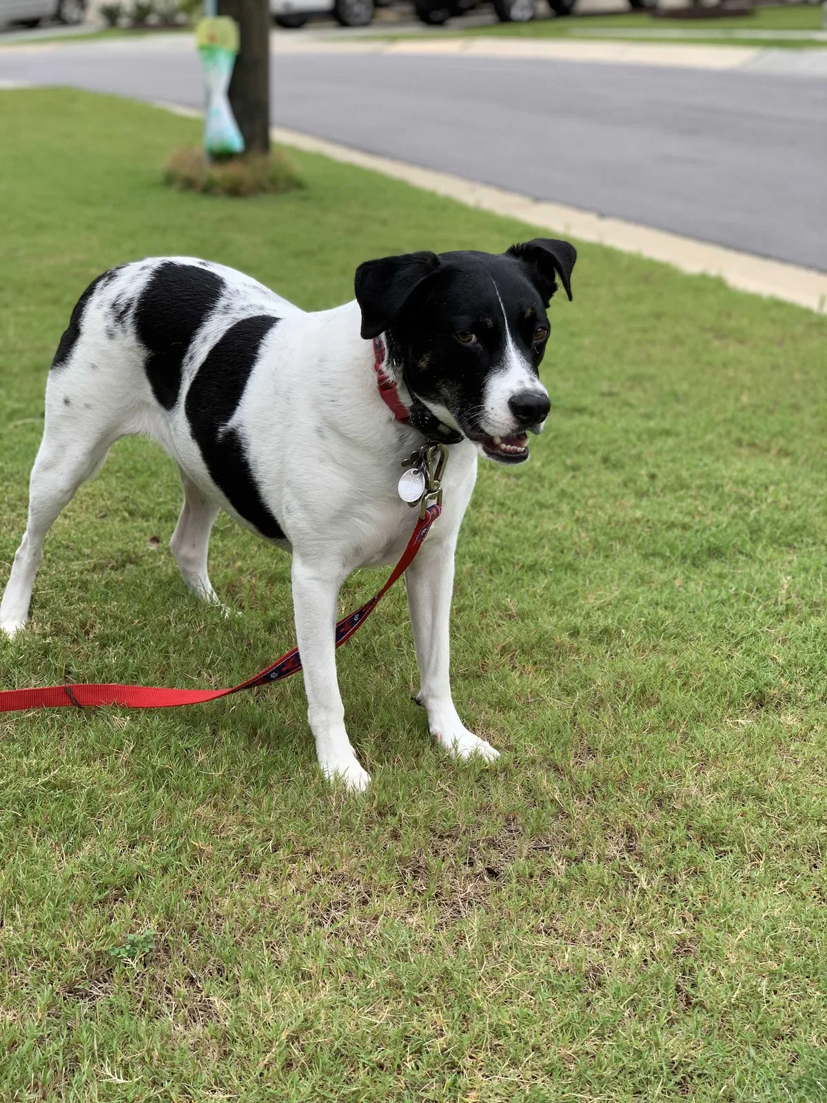 Lost dog in Durham, NC, 27707