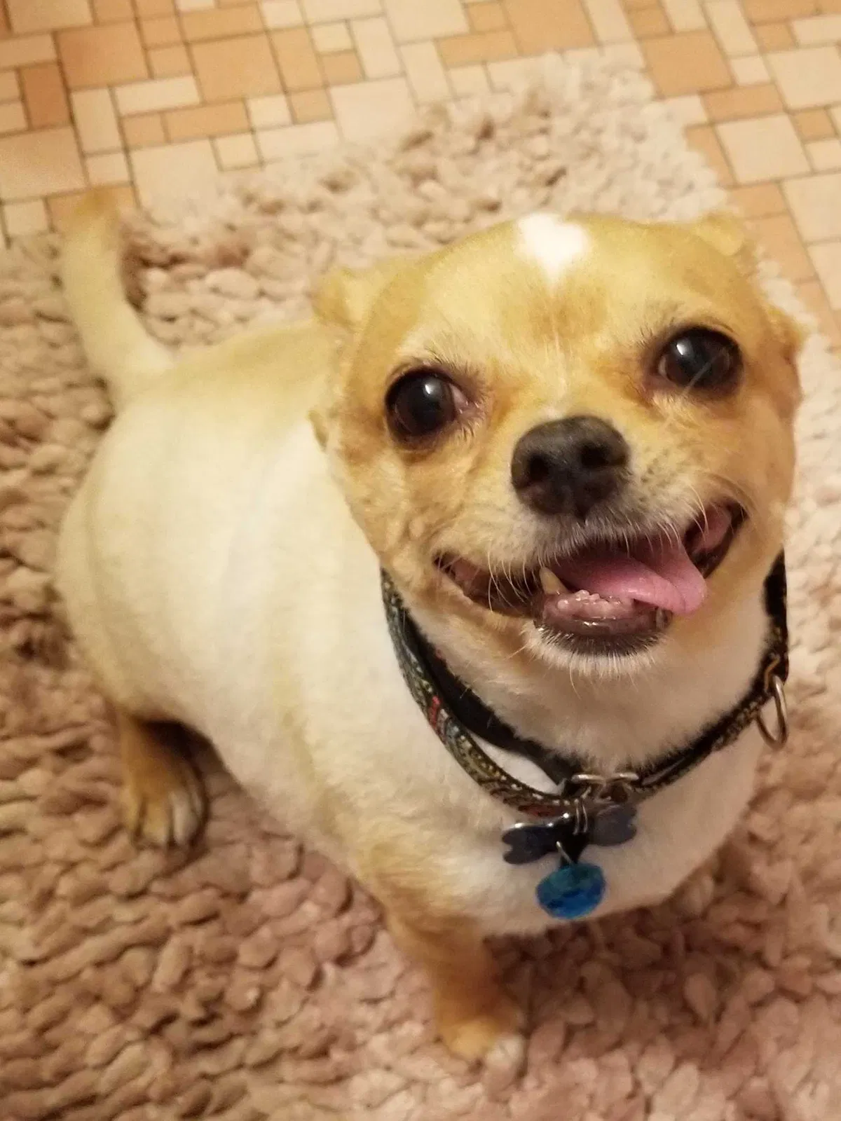 Lost dog in Oak Park, MI, 48237