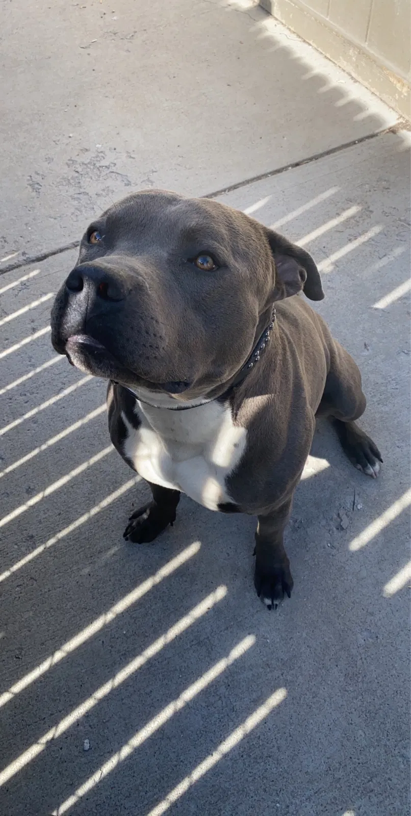 Lost dog in Denver, CO, 80229