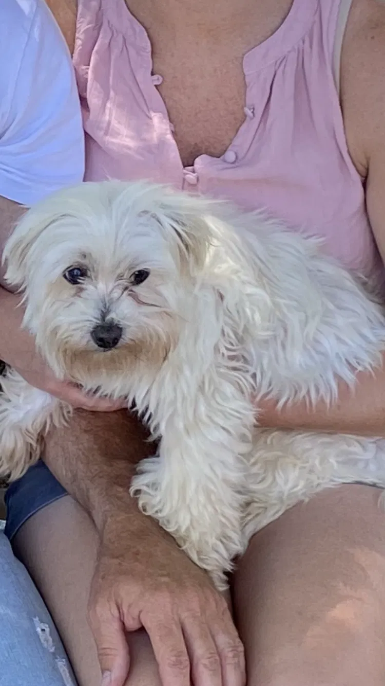 Lost dog in Fairhope, AL, 36532
