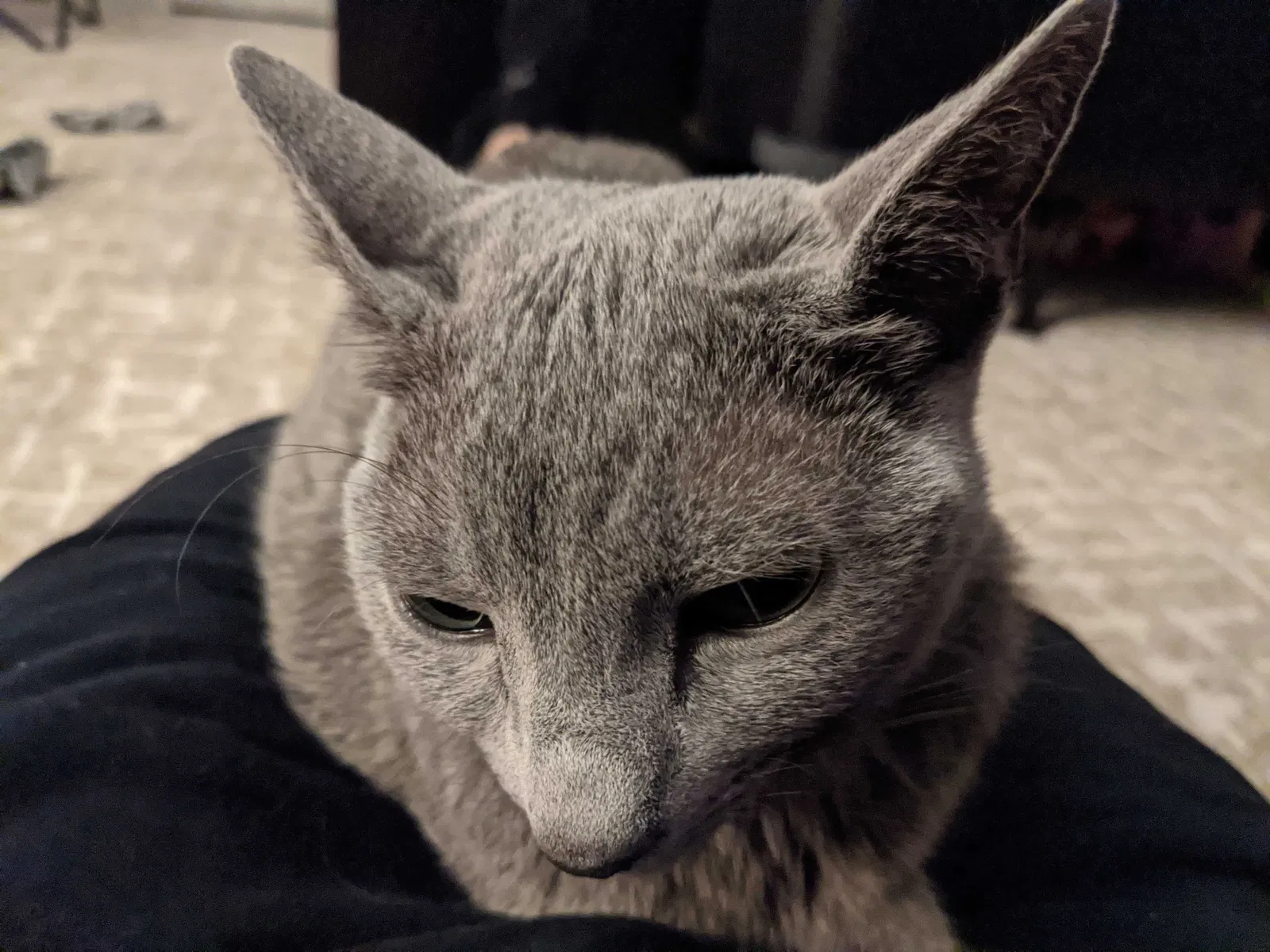 Lost cat in Midlothian, VA, 23112