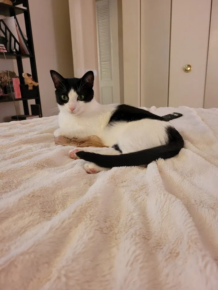 Lost cat in Henrico, VA, 23294