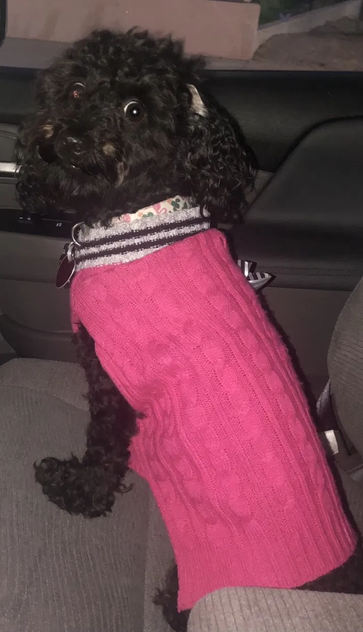 Lost dog in Santa Maria, CA, 93458