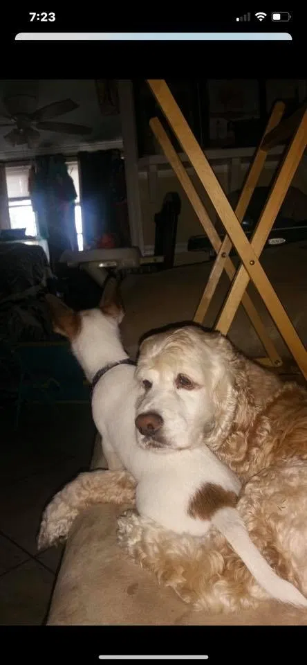 Lost dog in Lehigh Acres, FL, 33972