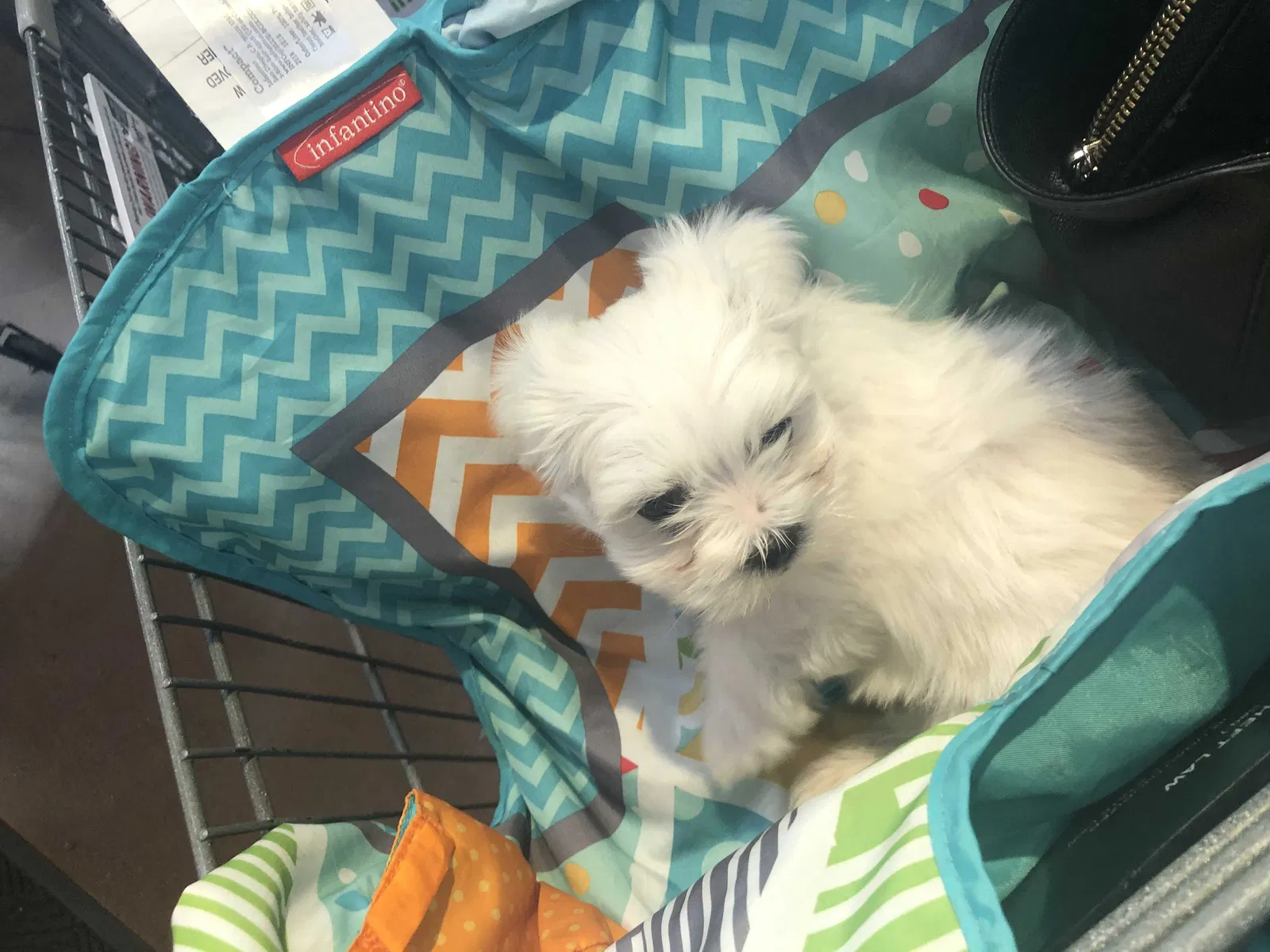 Lost dog in Tucson, AZ, 85746