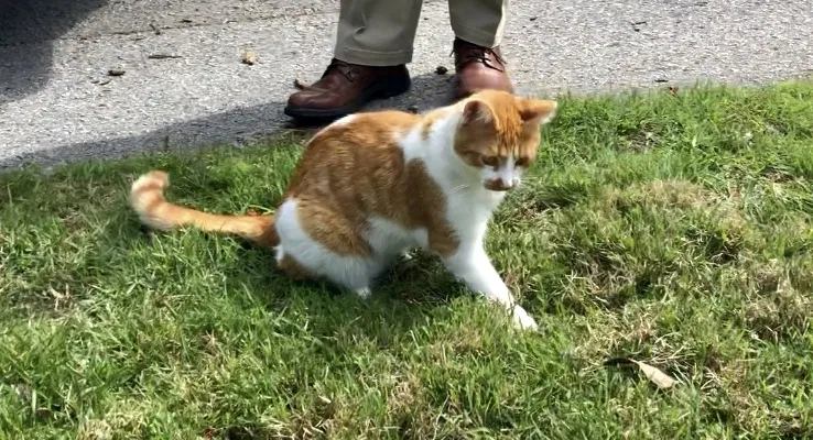 Lost cat in Columbia, SC, 29204