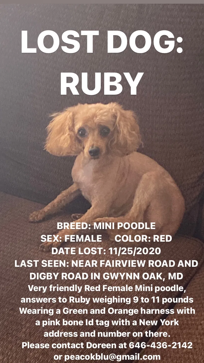 Lost dog in Gwynn Oak, MD, 21207