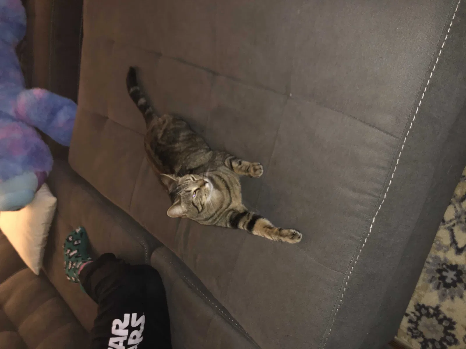Lost cat in Tulsa, OK, 74112