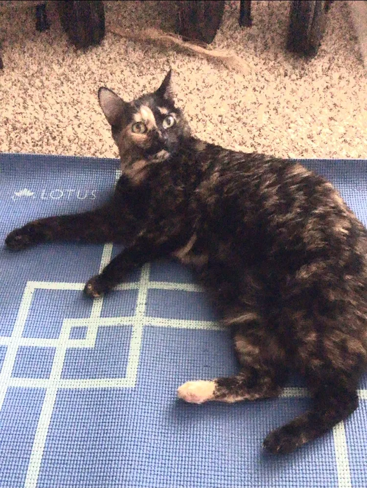 Lost cat in Spokane, WA, 99202