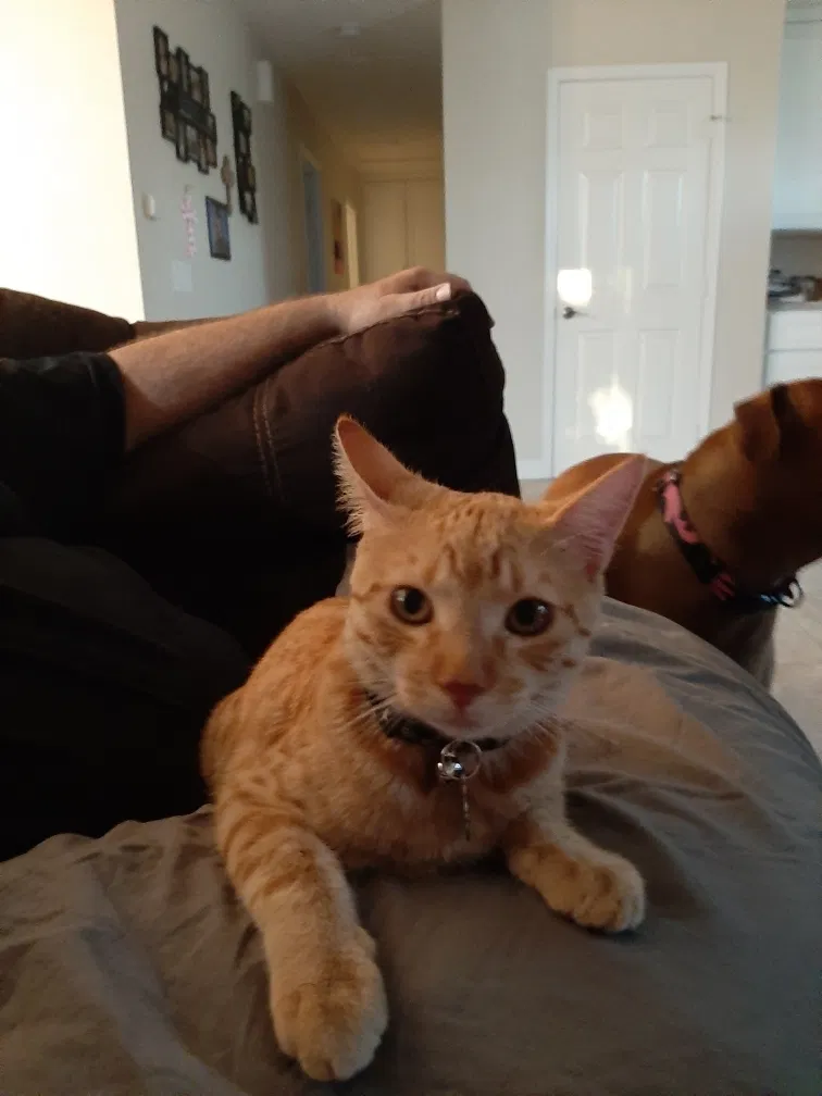Lost cat in Ramona, CA, 92065