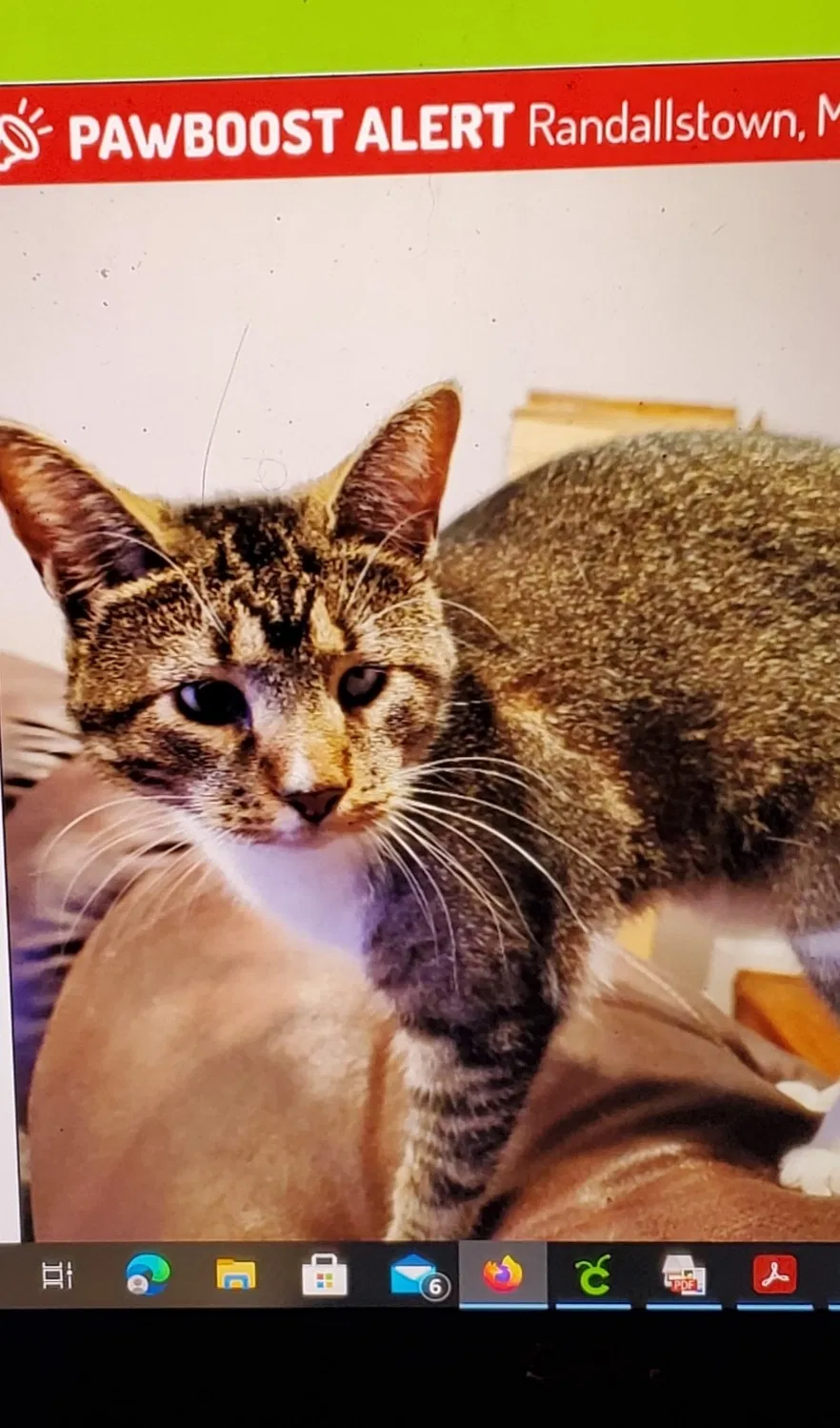 Lost cat in Randallstown, MD, 21133