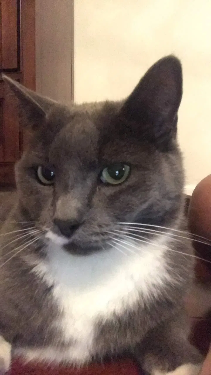 Lost cat in Sunnyvale, CA, 94087