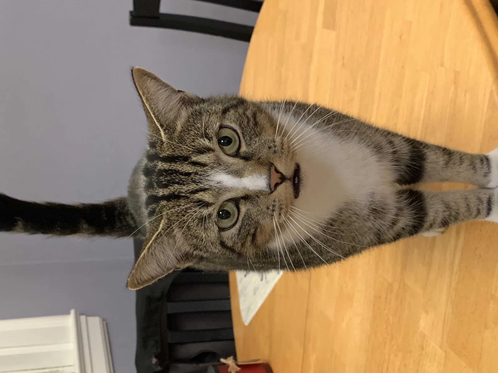 Lost cat in Nashua, NH, 3060