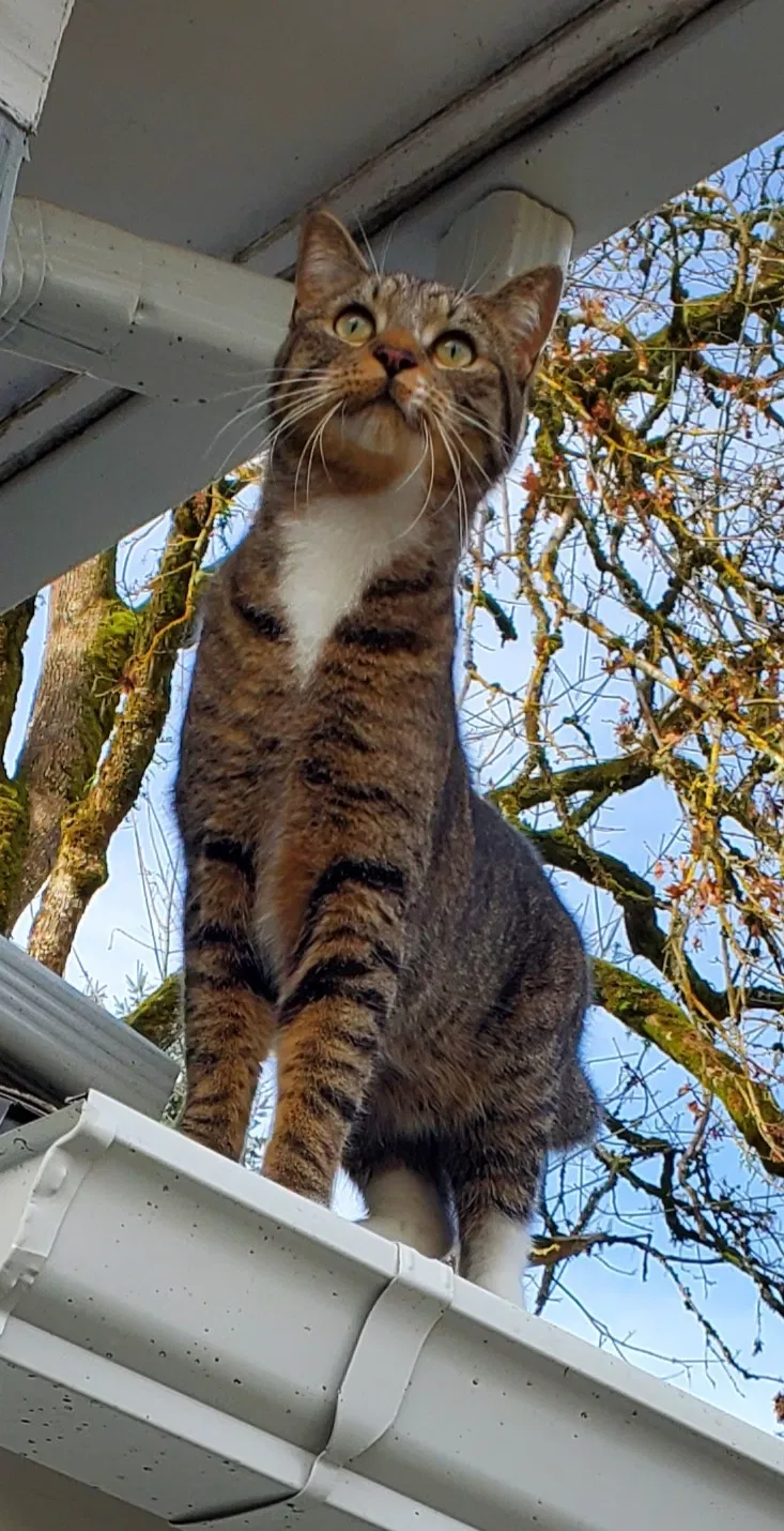 Lost cat in Springfield, OR, 97477