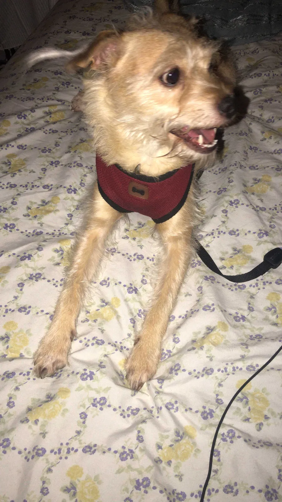 Lost dog in El Monte, CA, 91731