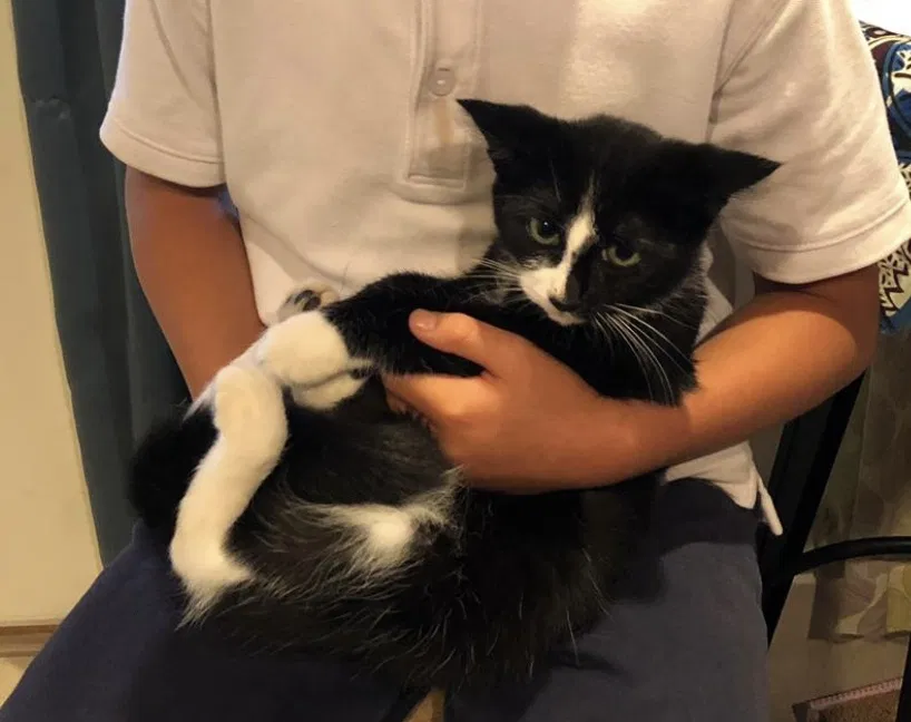 Lost cat in Tacoma, WA, 98408