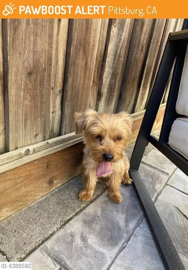 Lost dog in Pittsburg, CA, 94565