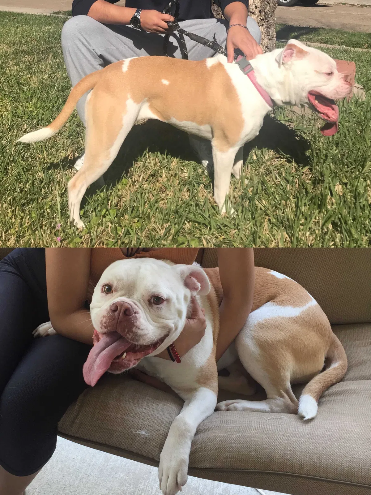 Lost dog in Houston, TX, 77064