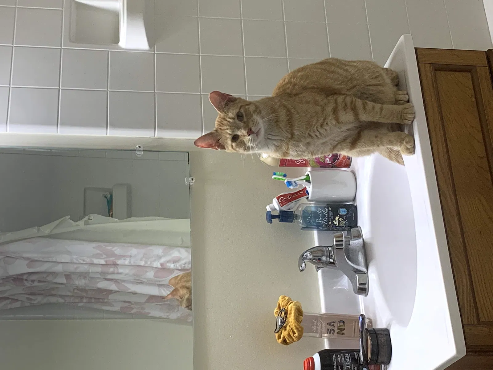 Lost cat in Norfolk, VA, 23503