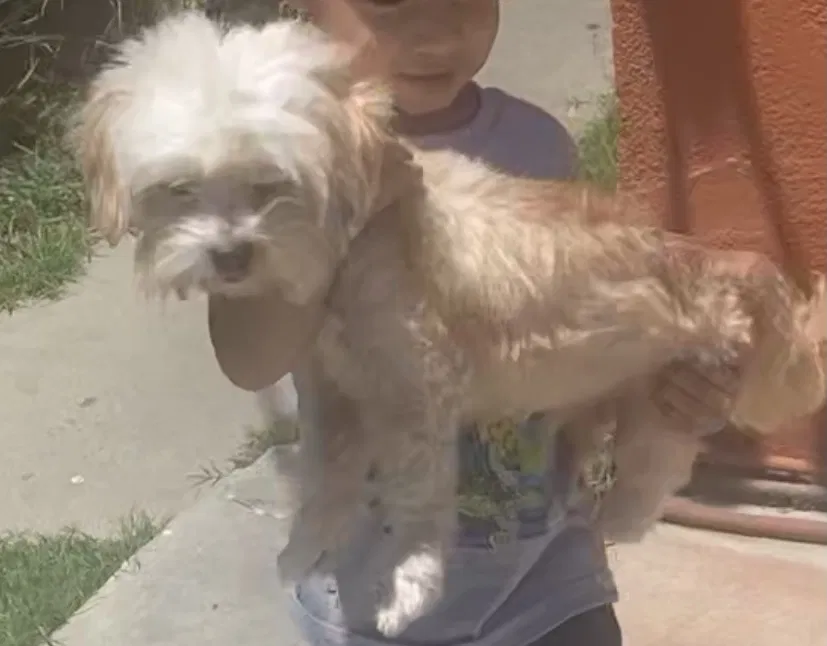 Lost dog in Norwalk, CA, 90650
