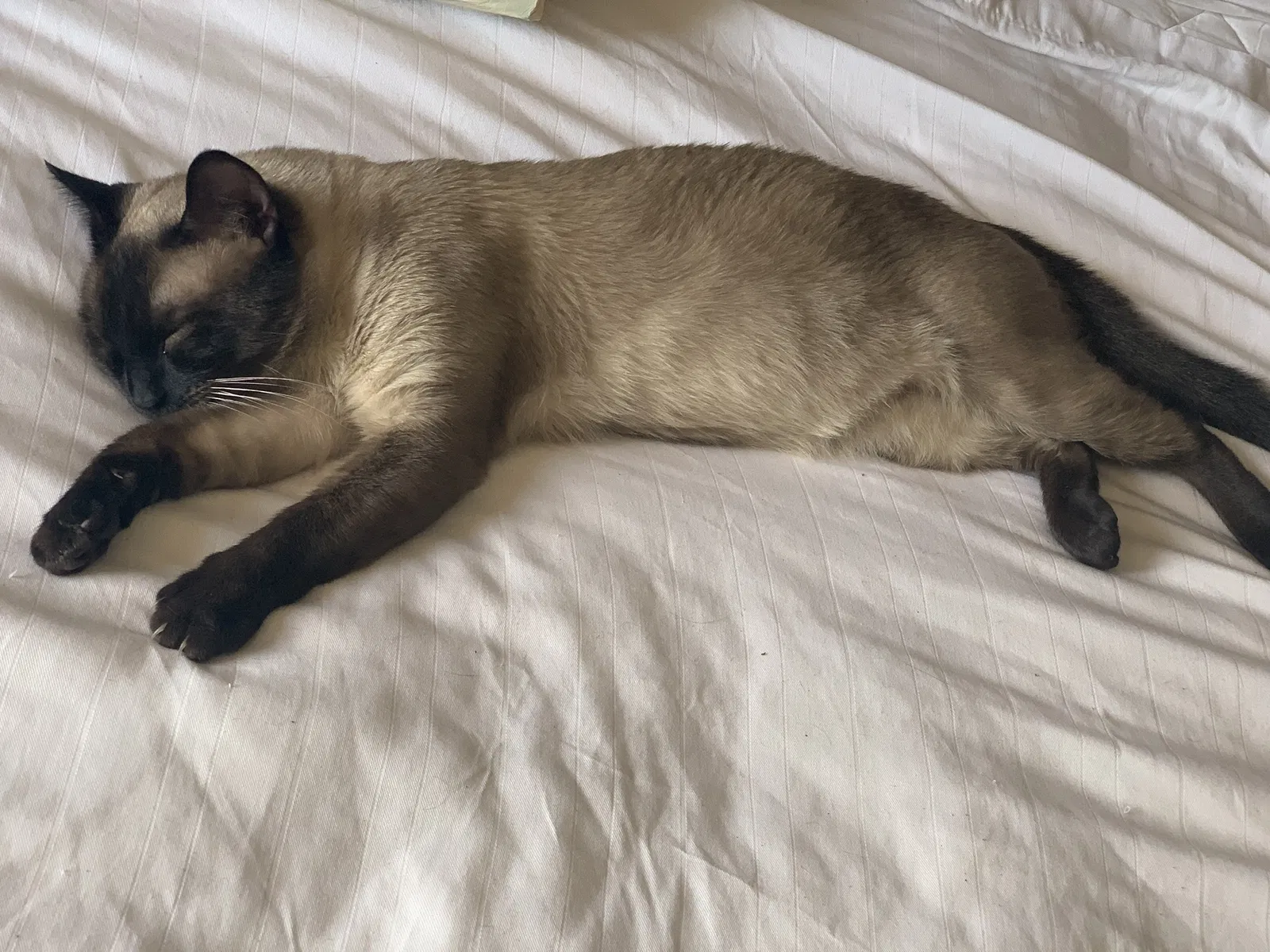 Lost cat in Dayton, OH, 45410