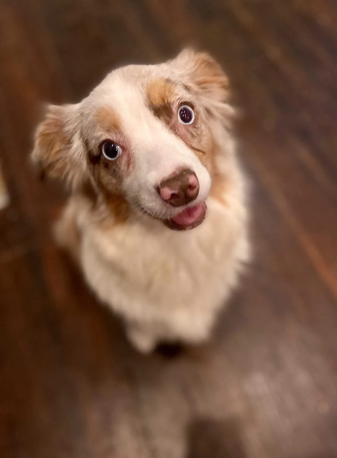 Lost dog in Columbus, MS, 39701