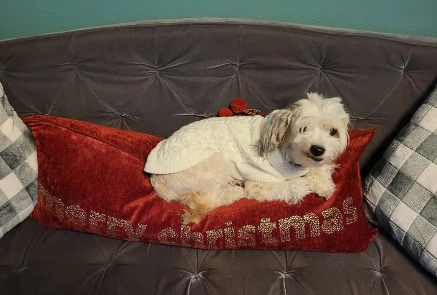 Lost dog in Binghamton, NY, 13903