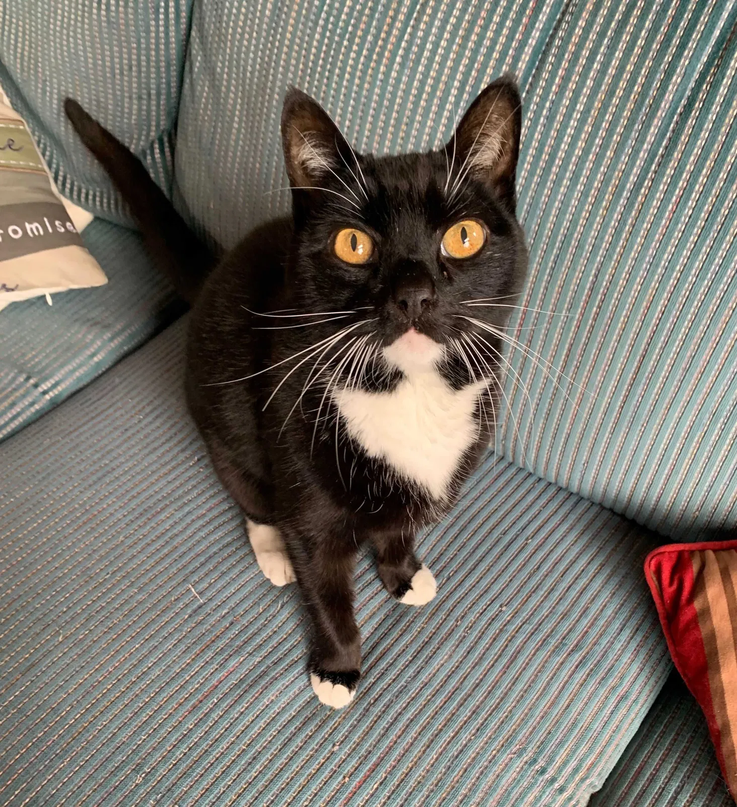 Lost cat in San Diego, CA, 92131