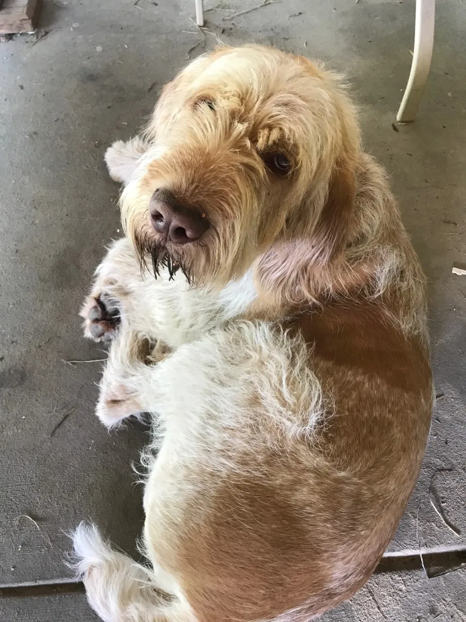 Lost dog in Ronks, PA, 17572
