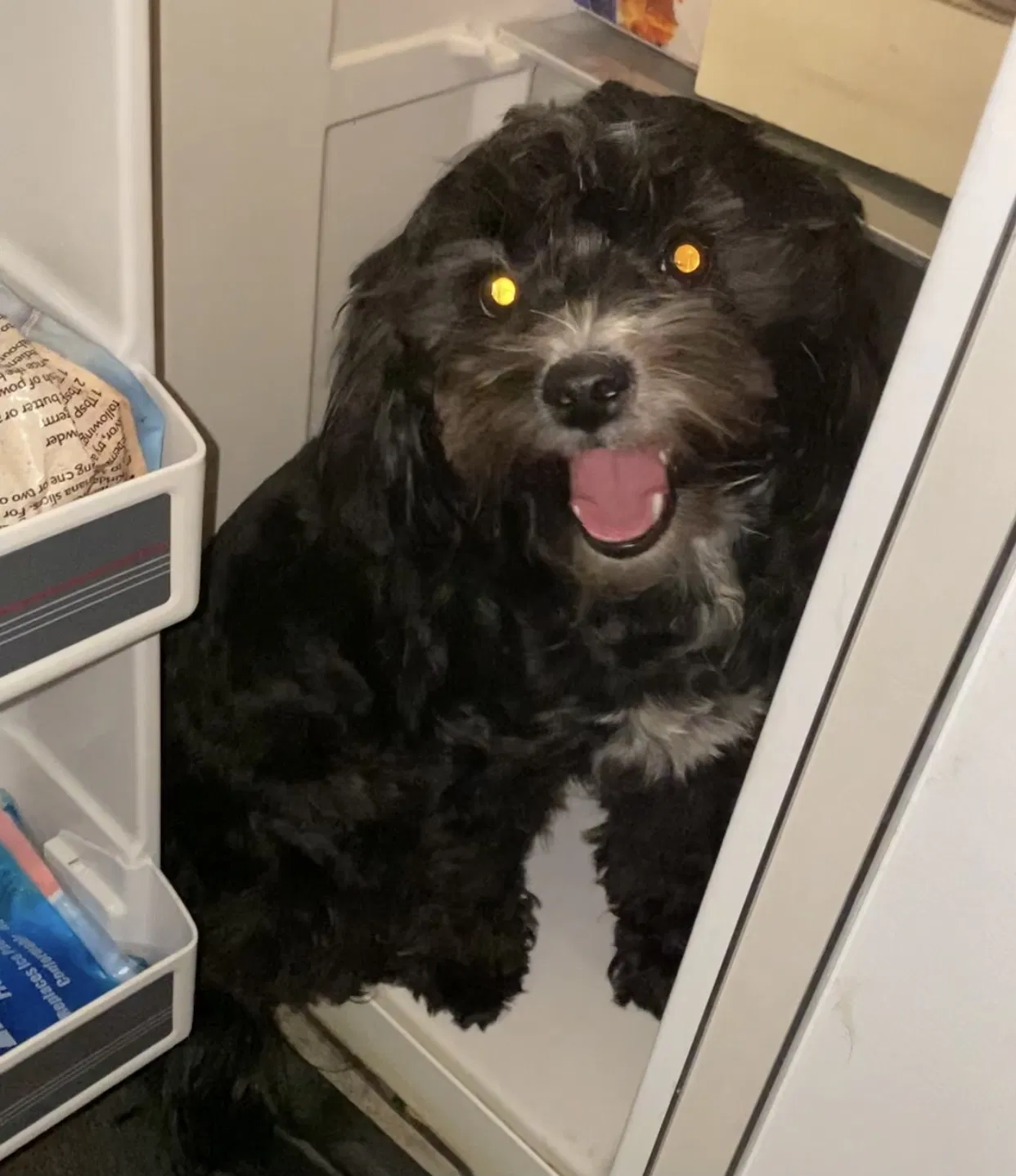 Lost dog in Los Angeles, CA, 90022