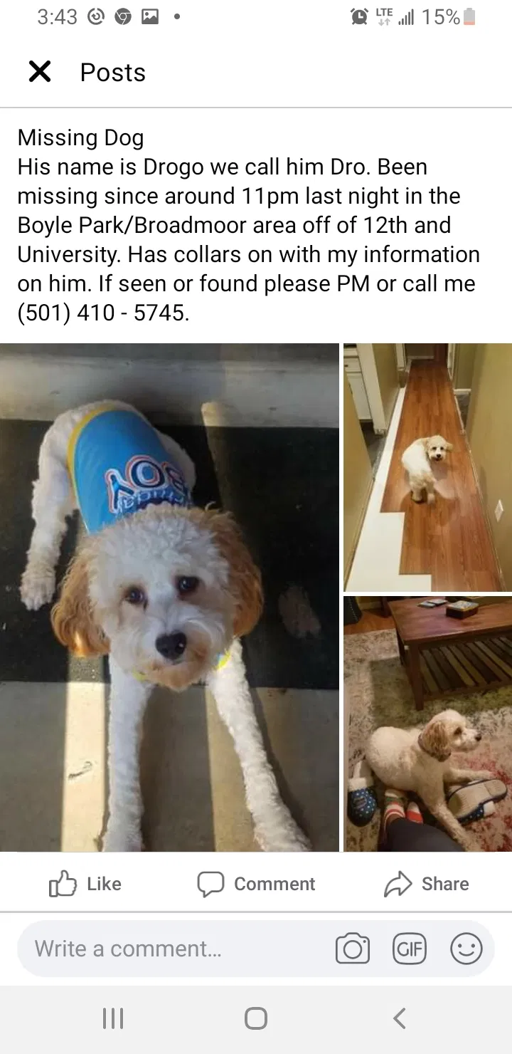 Lost dog in Little Rock, AR, 72204
