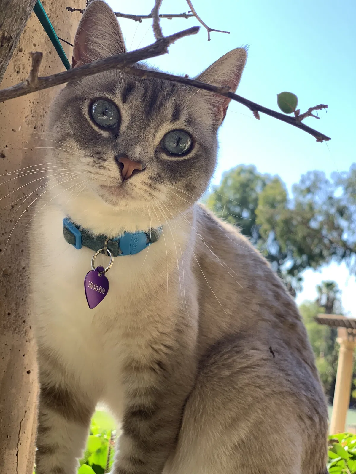 Lost cat in Encinitas, CA, 92024