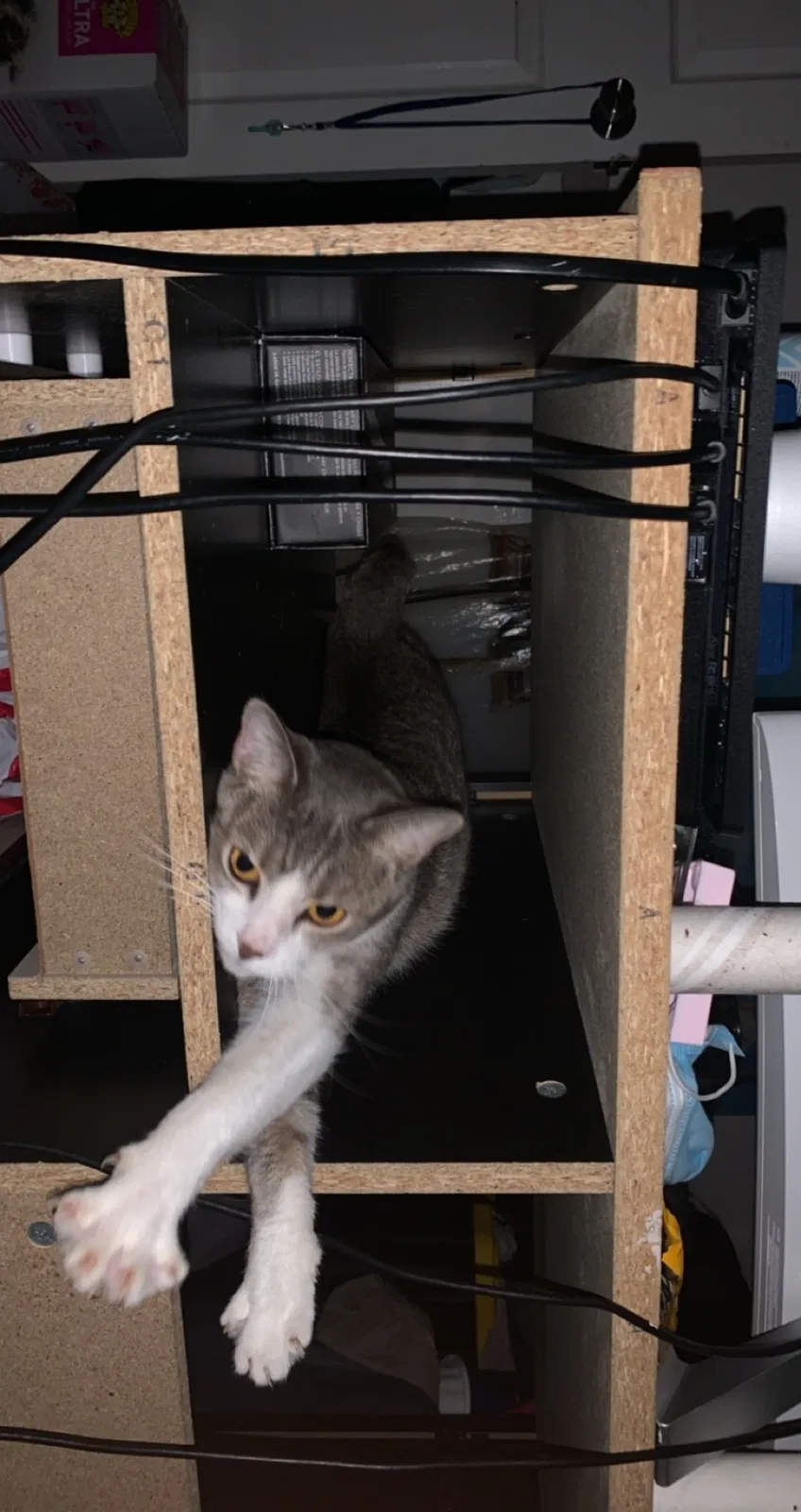 Lost cat in Tampa, FL, 33614