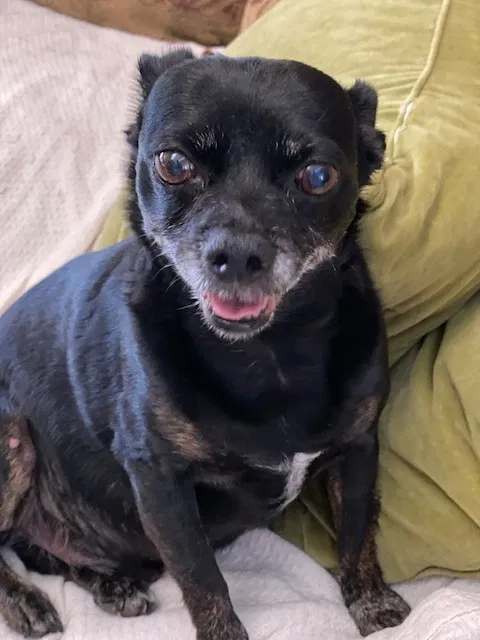 Lost dog in Newcastle, CA, 95658