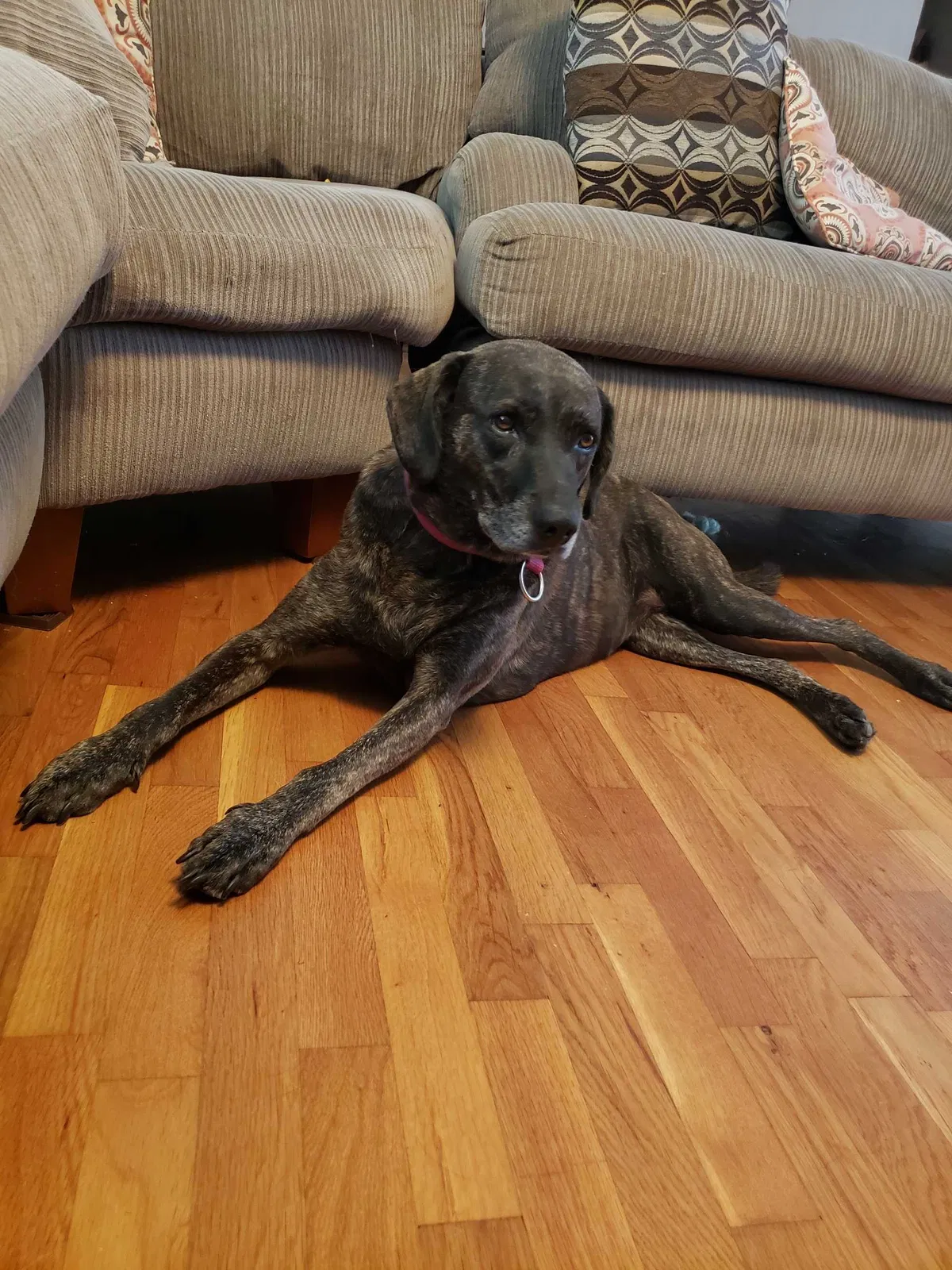 Lost dog in Knoxville, TN, 37914