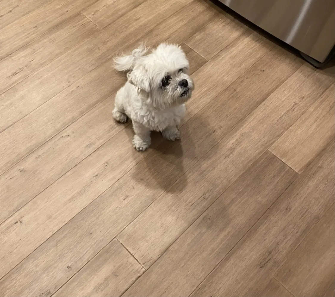 Lost dog in Oxnard, CA, 93036