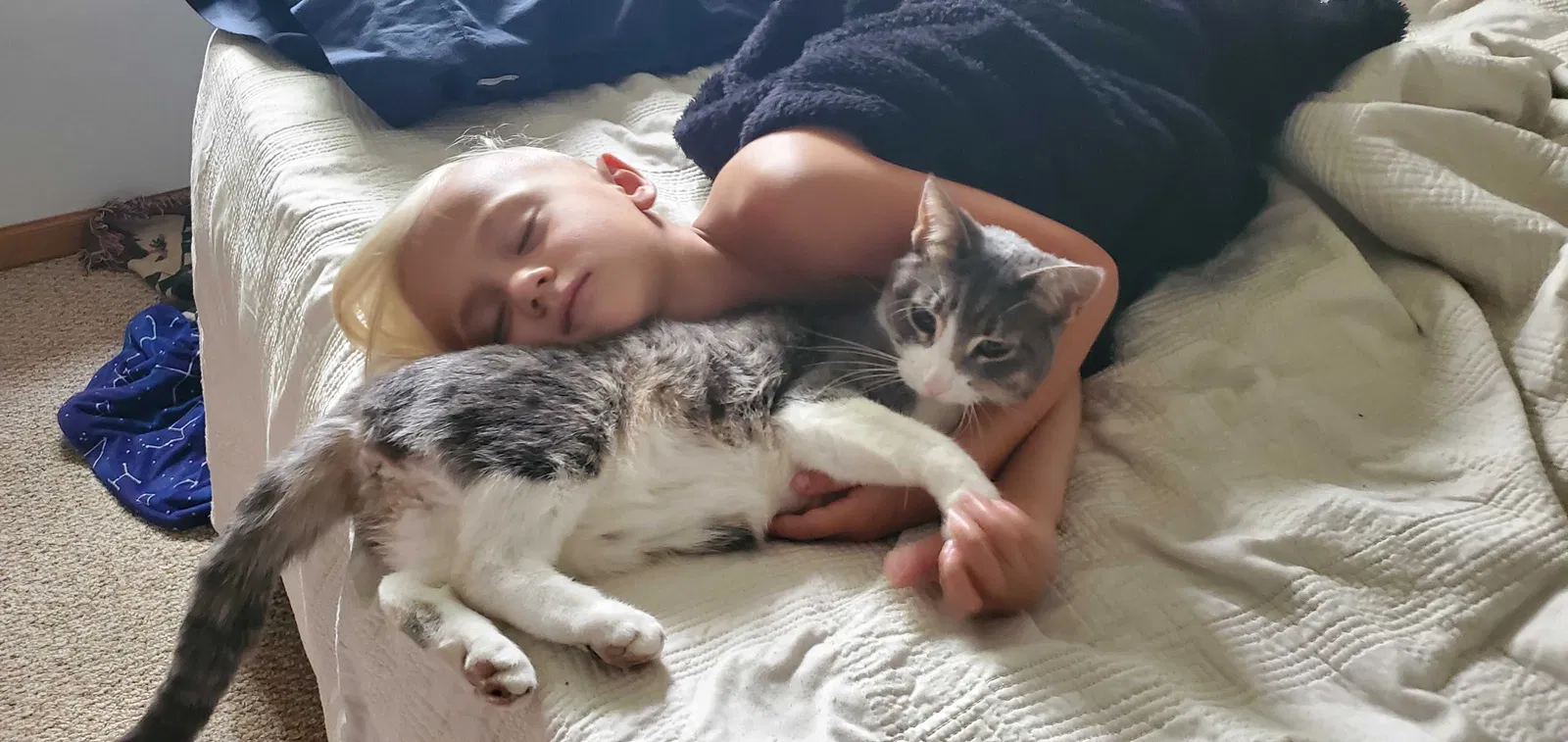Lost cat in Tucson, AZ, 85747