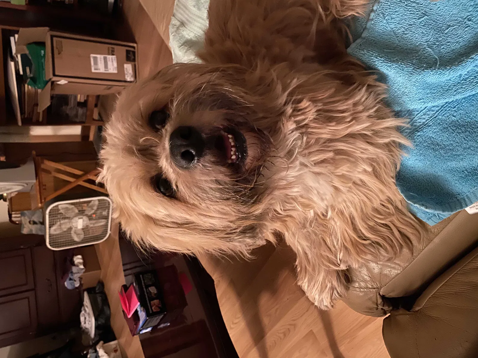 Lost dog in Vilonia, AR, 72173