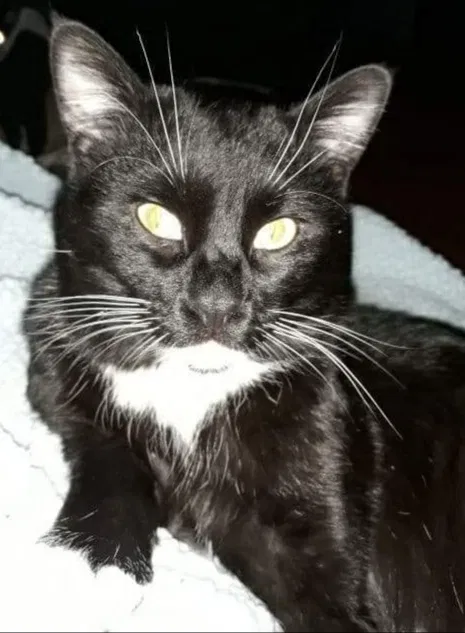 Lost cat in Chicago, IL, 60629