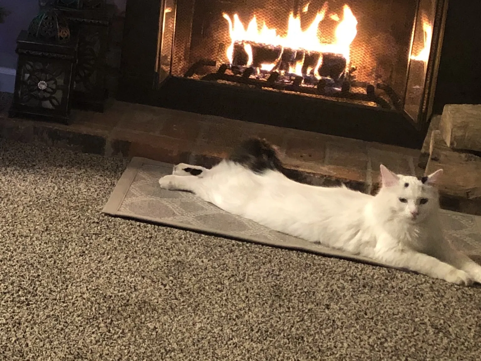 Lost cat in Dixon, CA, 95620